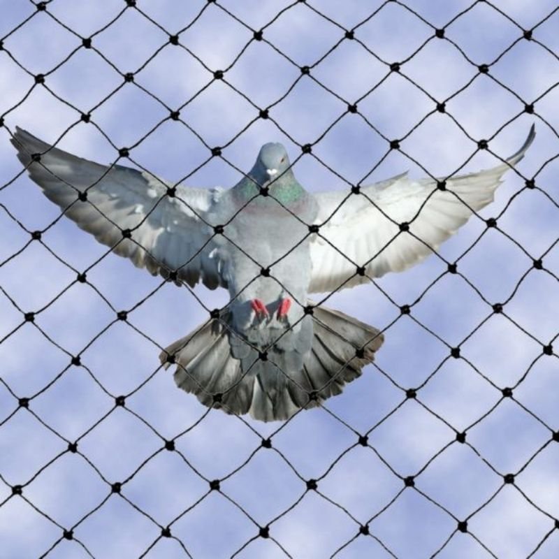 Pigeon Nets